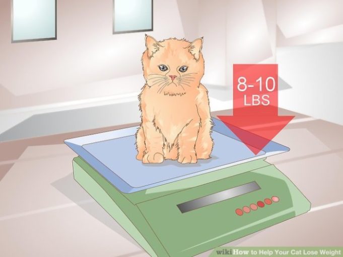 How to put your cat on a diet