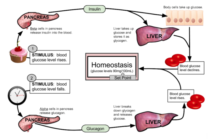 What causes diabetes